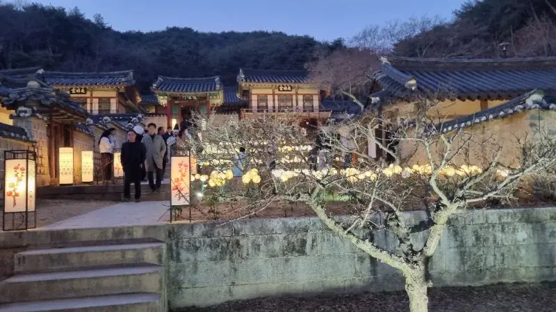 안동 도산서원 야간개장 완벽 가이드, 6시 이후 무료 입장, 천원의 행복 선비 마그넷 퀘스트 꿀팁, 매화 개화 현황, 주차 및 먹거리 정보