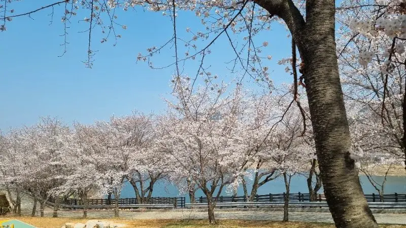 합천벗꽃명소
