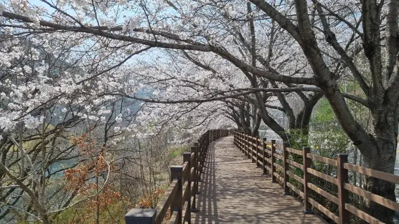 합천벗꽃명소