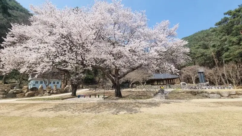 합천벗꽃명소