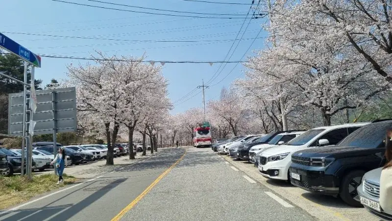 합천 벚꽃 명소 실시간 방문 후기, 합천 영상테마파크, 백리벚꽃길, 용문정 , 합천호 회양관광단지 개화 현황