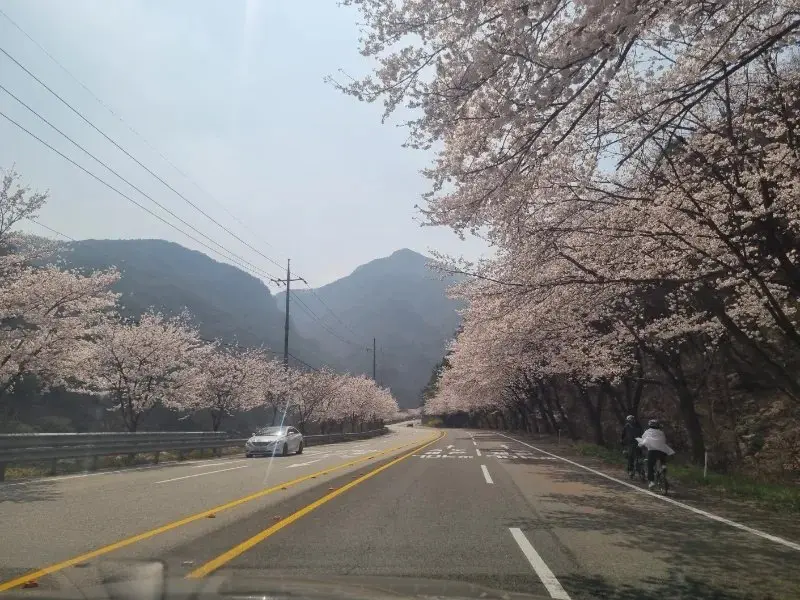 합천벗꽃명소